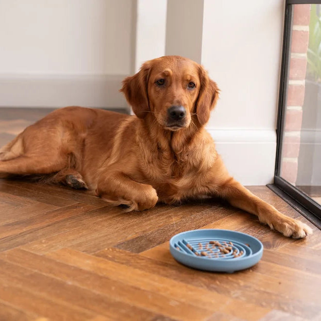 Pawtential™ Slow Feeder Bowl
