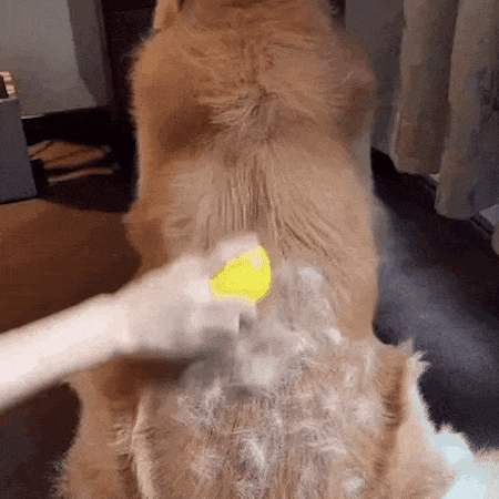 Pawtential™ Fresh Coat Kit