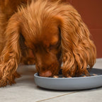 Pawtential™ Slow Feeder Bowl
