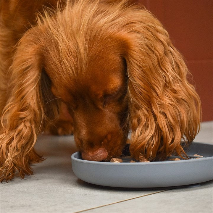 Pawtential™ Slow Feeder Bowl