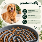 Pawtential™ Slow Feeder Bowl