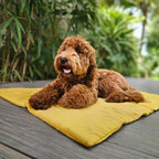 Pawtential™ Adventure Paws Travel Set